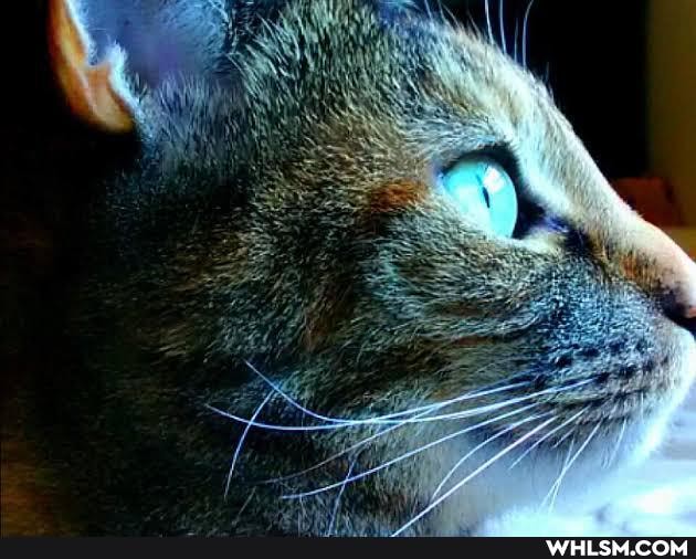 cat, cats, aww, awww