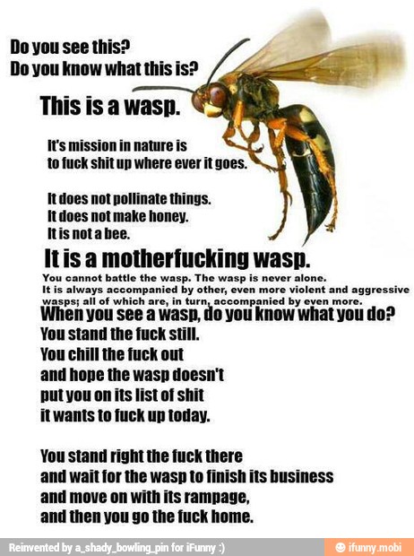 Do you see this?
Do you know what this is?
This isa wasp.
It's mission in nature is
to fuck shit up where ever it goes.
Itdoes not pollinate things.
Itdoes not make honey.
Itisnotabee.
rasp. The wasp is never alone.
¡ed by other, even more
violent and aggressive
wasps; all of which are, in turn, accompanied by even more.
When you see a wasp, do you know what you do?
You stand the fuck still.
You chill the fuck out
and hope the wasp doesn't
put you on its list of shit
itwants to fuck up today.
You stand right the fuck there
and wait for the wasp to finish its business
and move on with its rampage,
and then you go the fuck home.