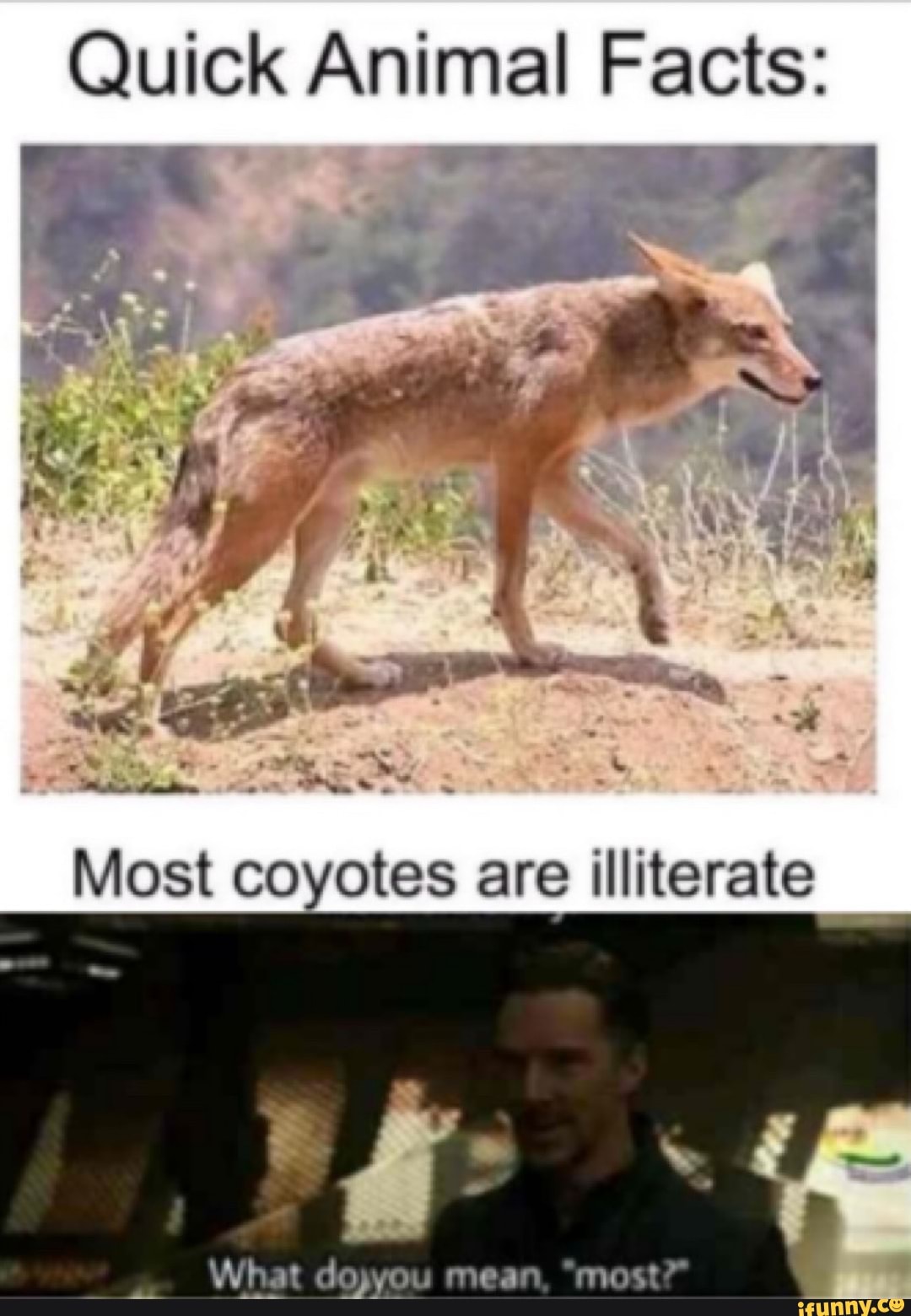 coyotes animals facts on Quick Animal Facts Most Coyotes Are Illiterate What Dojyou Mean Most Ifunny