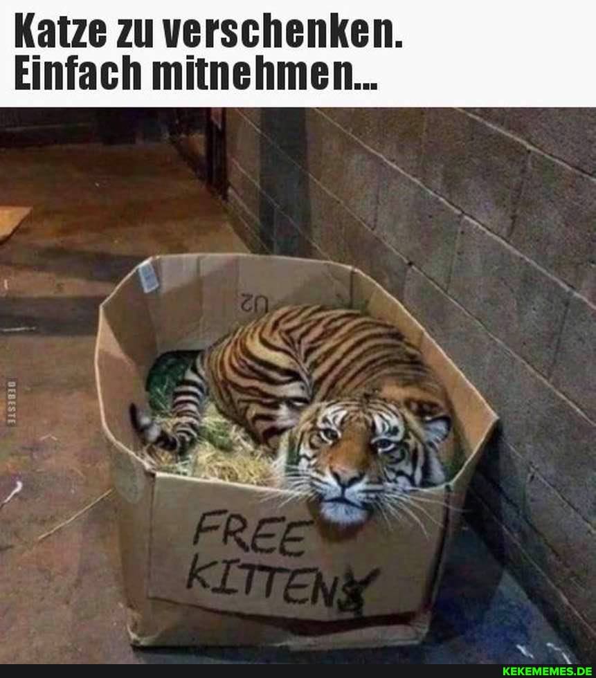Katze zu verschenken.
Einfach mitnehmen...