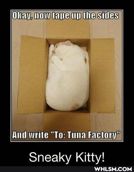 "To: Tuna Factory:
Sneaky Kitty!