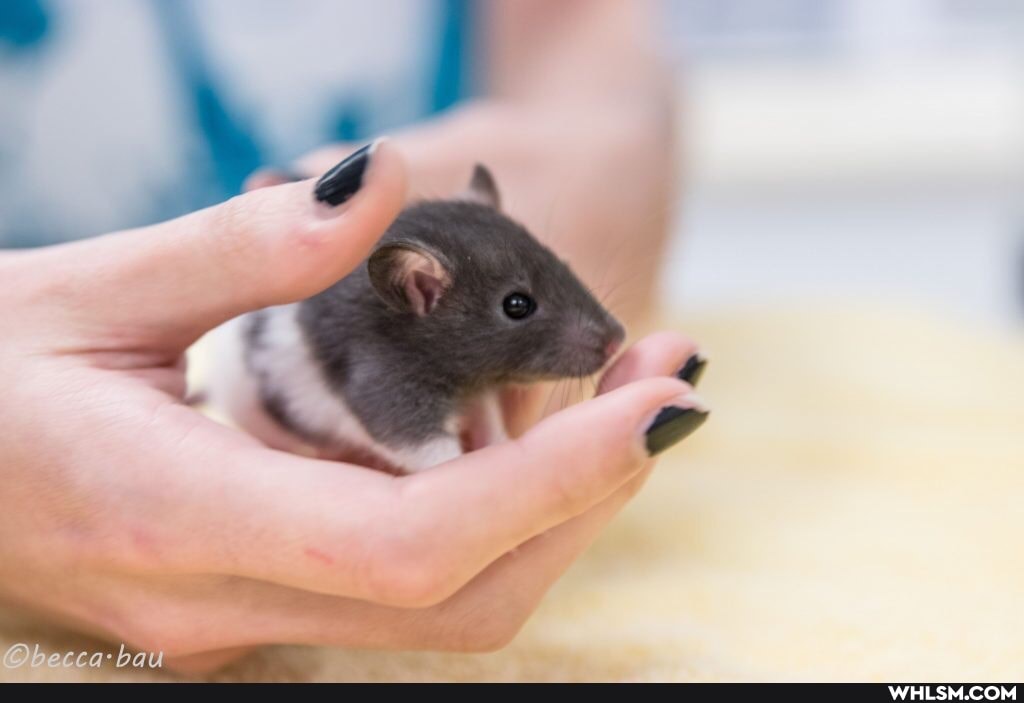 adorable, baby_animals, cute_animal, rats