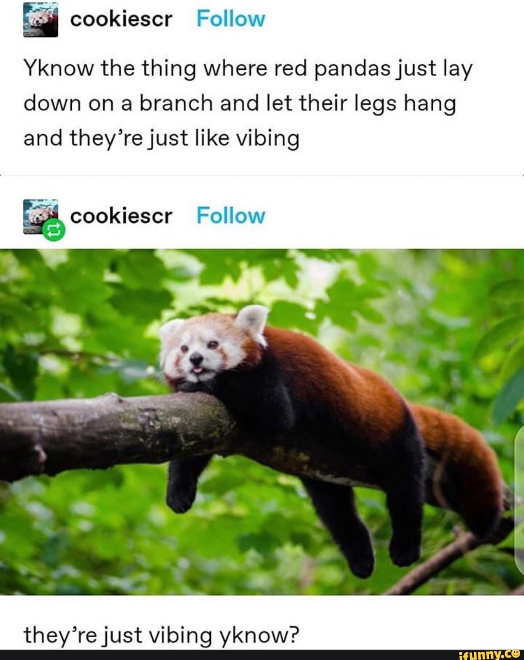 Ei cookiescr Follow Yknow the thing where red pandas just lay down on a ...