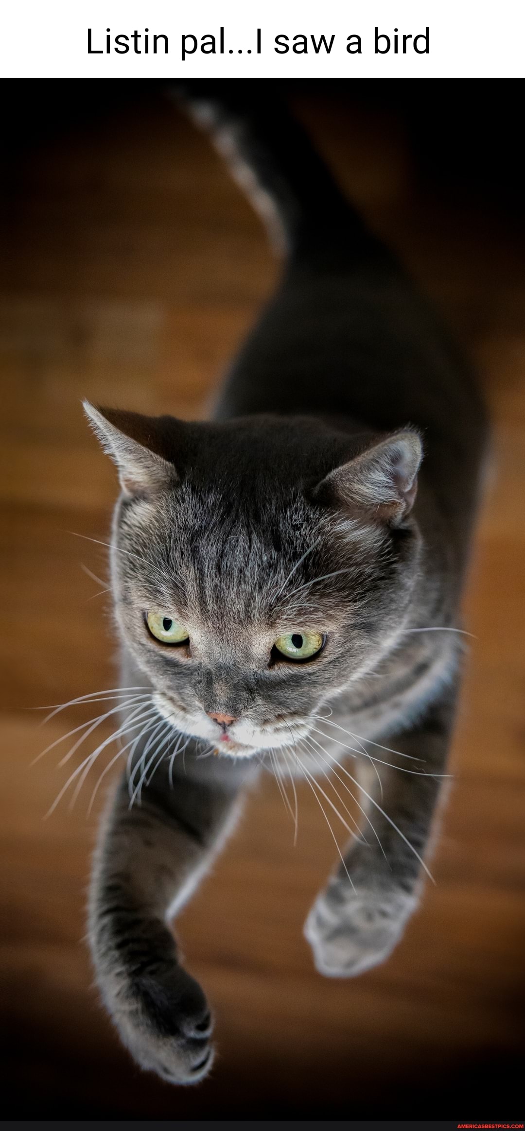 Listin pal... saw a bird