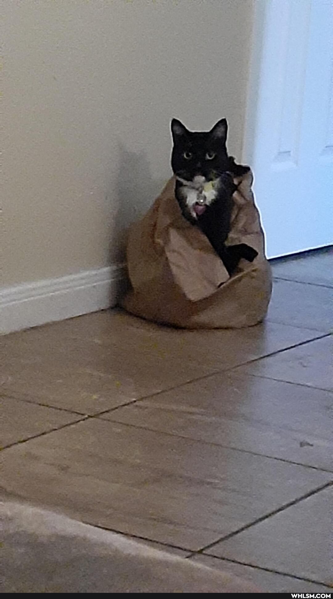 funny, cats