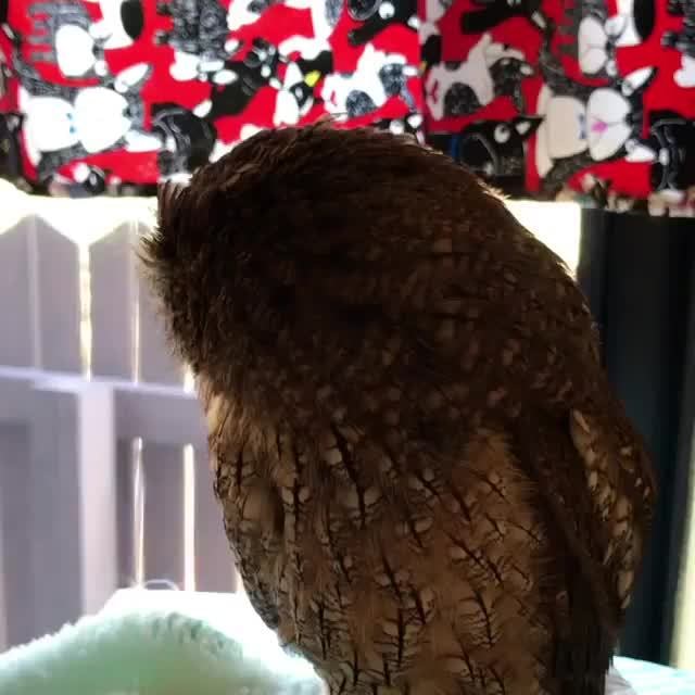 鳴き声 Memes Best Collection Of Funny 鳴き声 Pictures On Ifunny Brazil