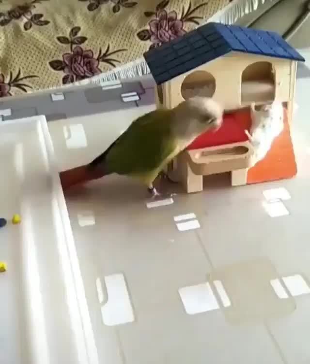 parrot puts hamster in wheel