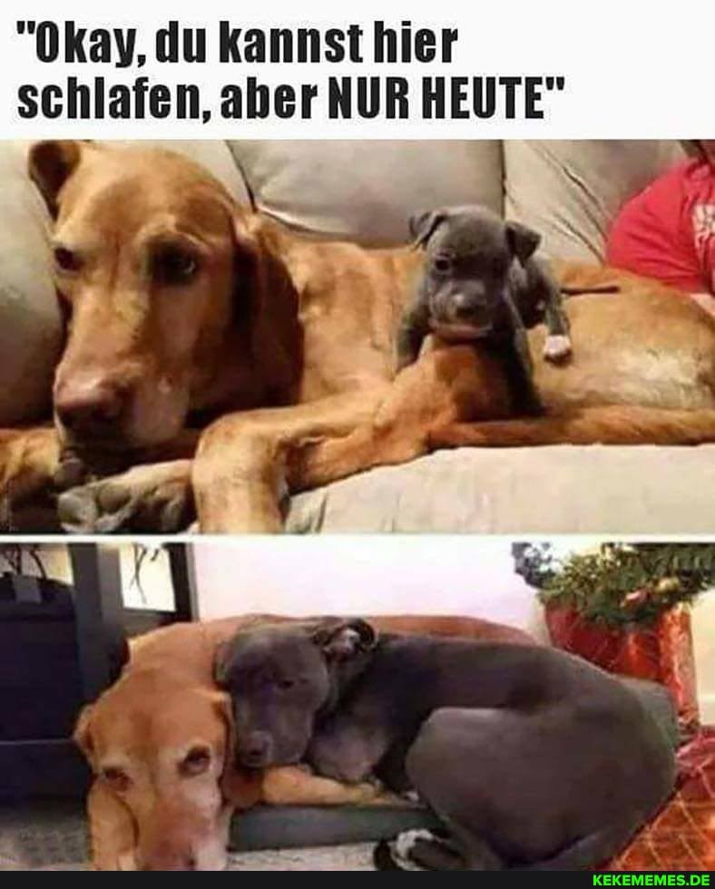 "Okay, du kannst hier schlafen, aber NUR HEUTE"