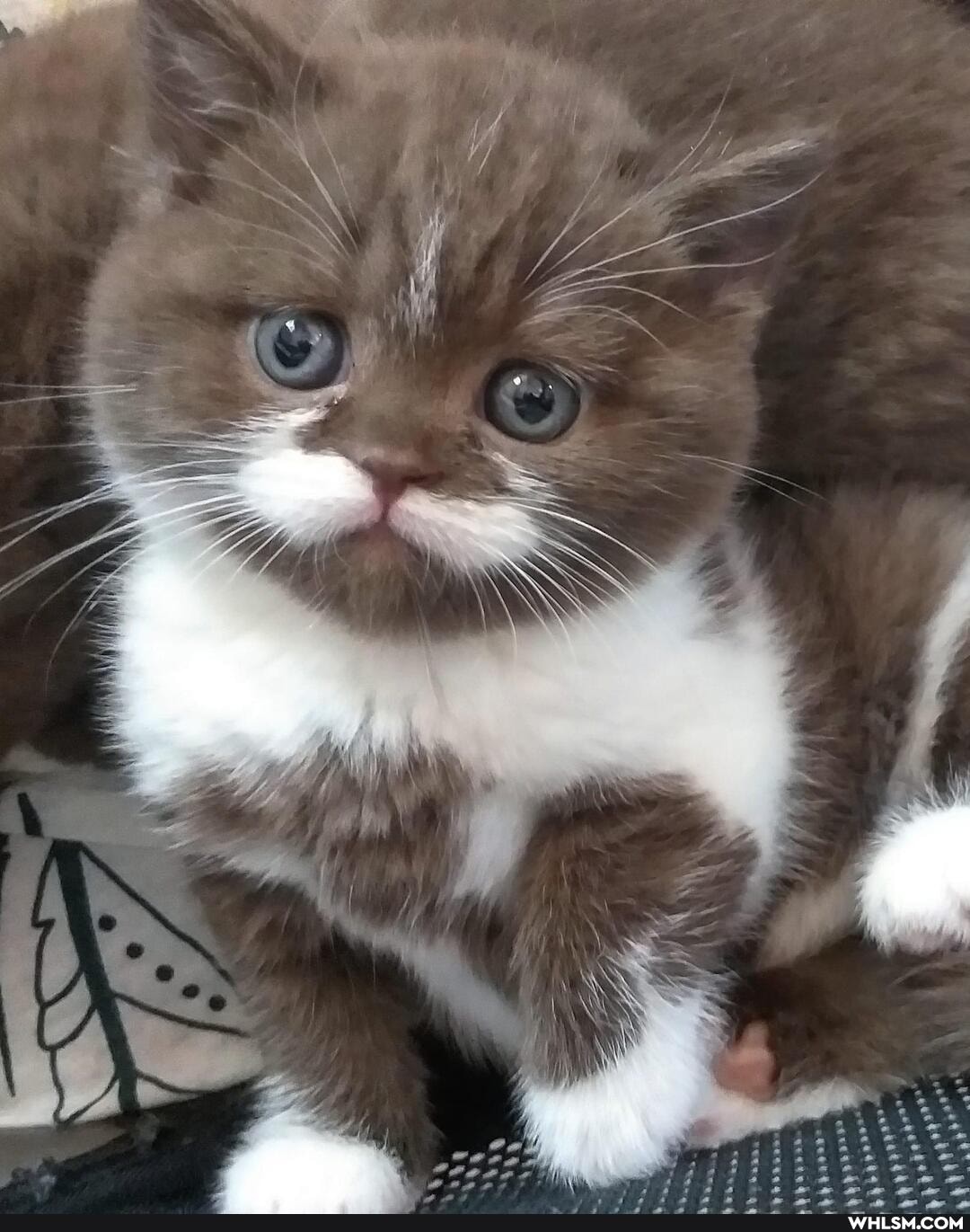 caturday, cat