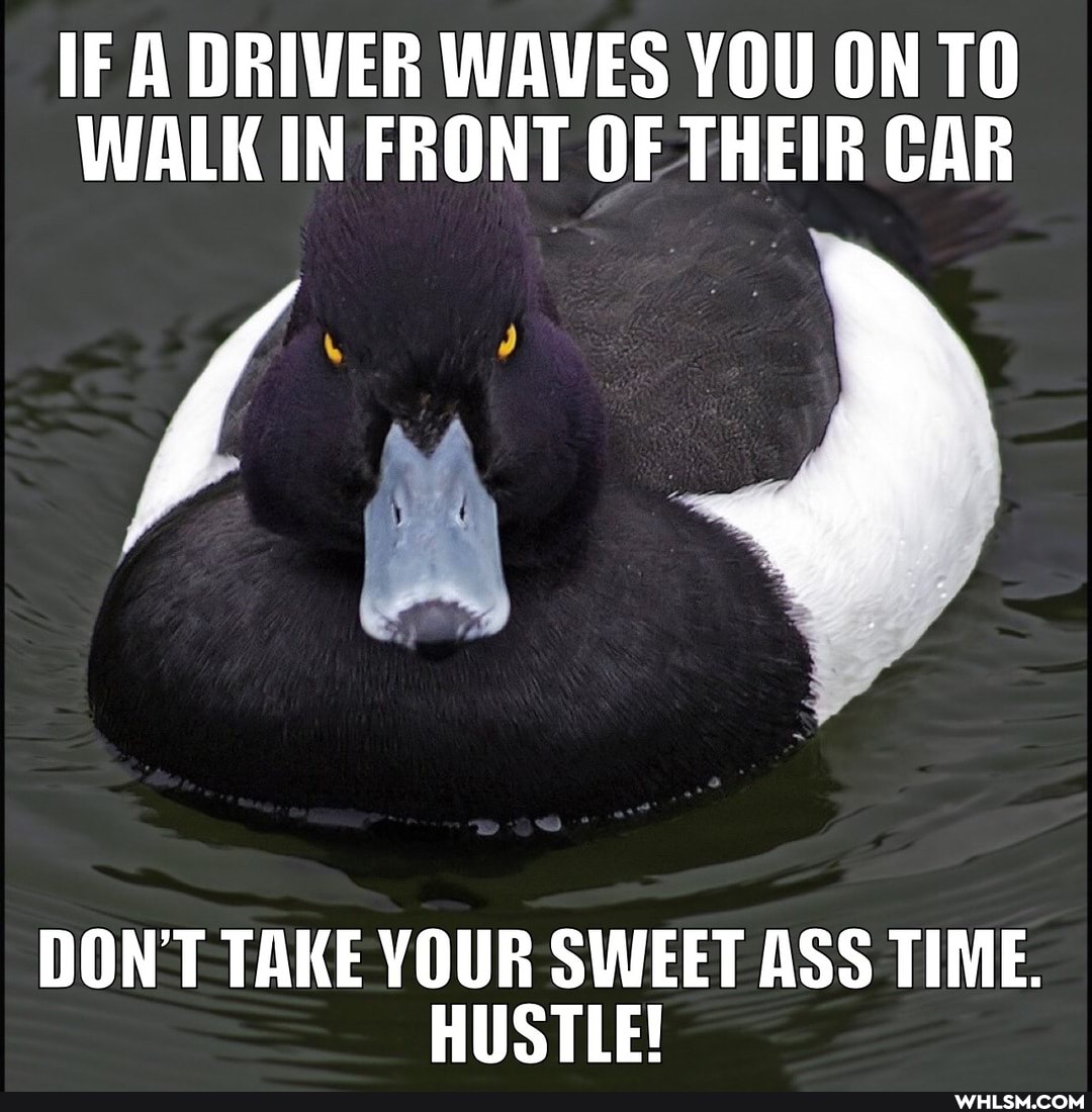 IF A DRIVER WAVES YOU ON TO WALK IN FRONT OF THEIR CAR
DON'T TAKE YOUR SWEET ASS TIME.
HUSTLE!