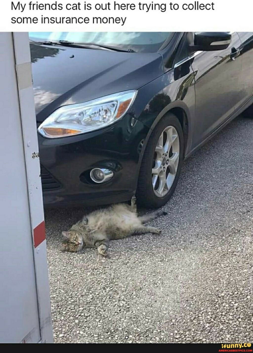 My friends cat is out here trying to collect some insurance money