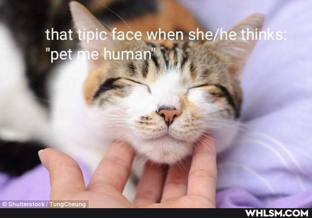 that tipic face when thinks:
"pet me human'
: af