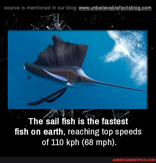 source Is mentioned in our blog: souwunbellevablefactsblog. com
"AN
The 'sail sh is the fastest fish on earth, reaching top speeds of 110 kph (68 mph).