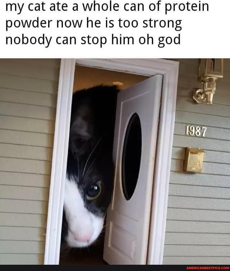 my cat ate a whole can of protein powder now he is too strong nobody can stop him oh god