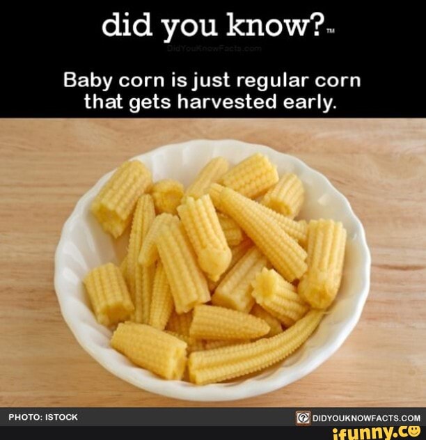 Did you know?. Baby corn is just regular corn that gets harvested early