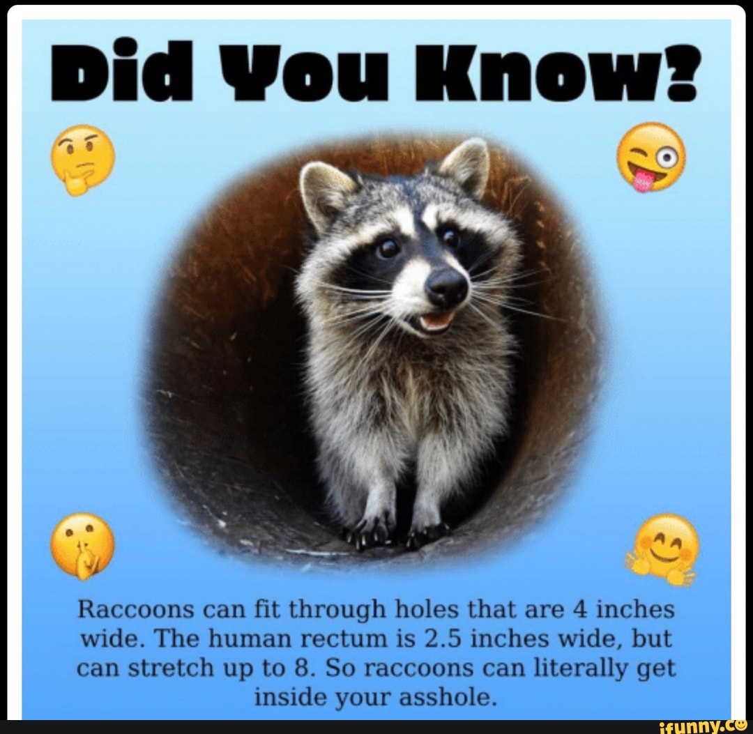 Can you fit a racoon up your bum