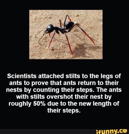 Scientists attached stilts to the legs of ants to prove that ants return to their nests by
