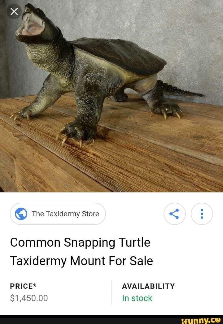 Common Snapping Turtle Taxidermy Mount For Sale PRICE* AVAILABILITY 81. ...