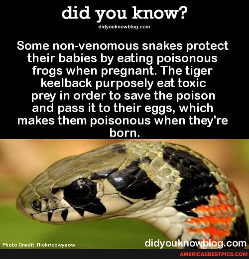 Photo inspiration: Gallery Detail: Did You Know Some Non Venomous Snakes Protect Their Babies