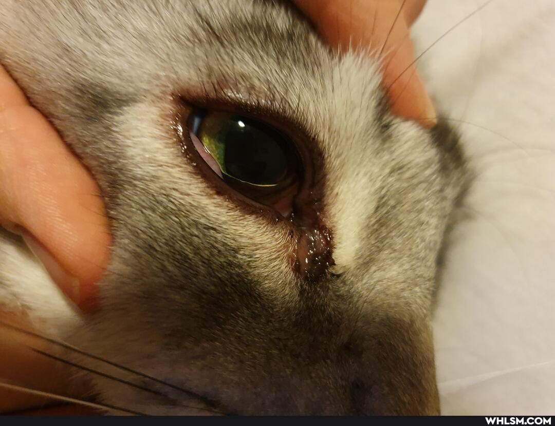 cats, eye, advice_animals, veterinary, inflammation
