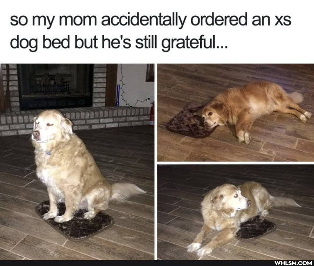 so my mom accidentally ordered an xs dog bed but he's still grateful...