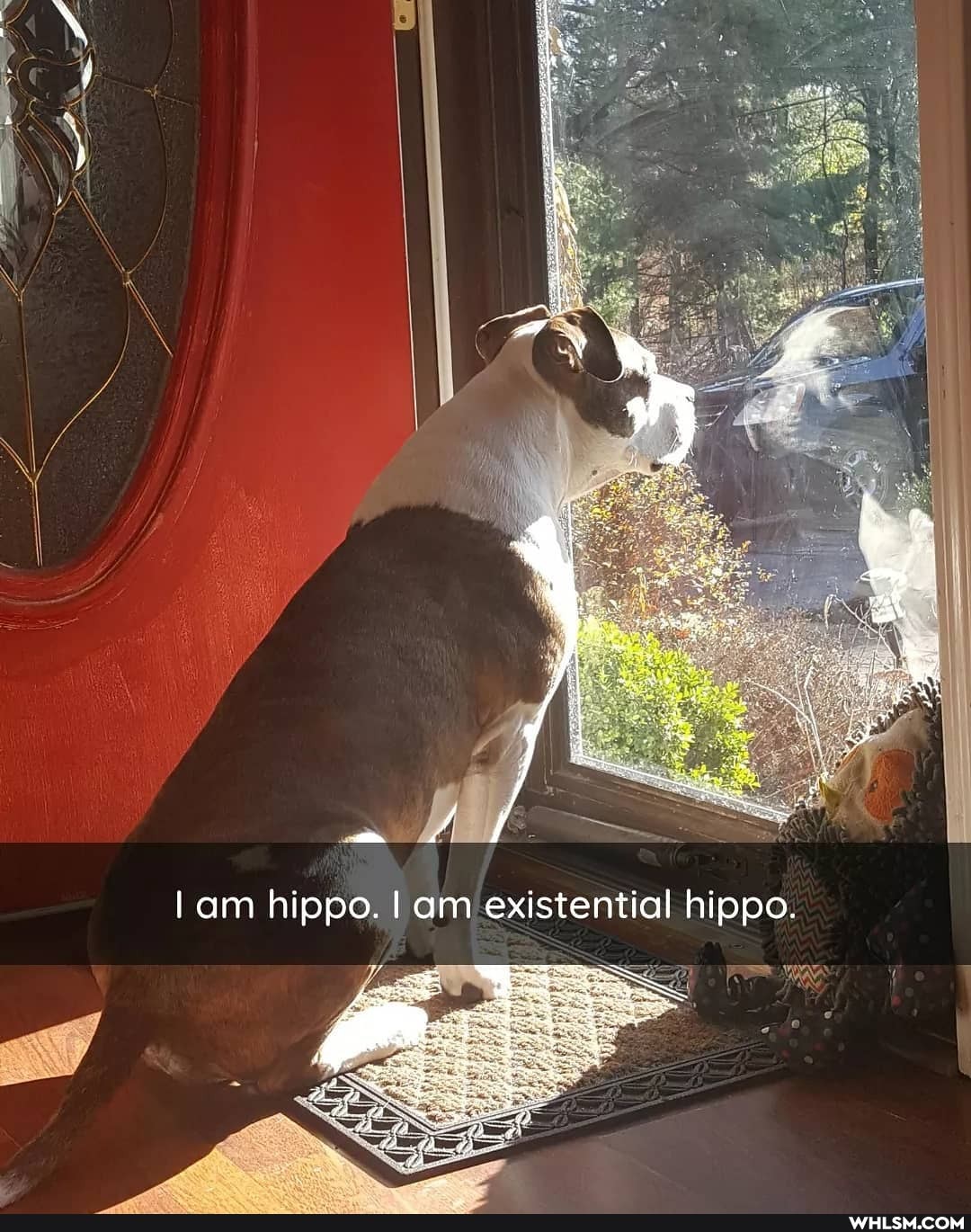 Iam hippo. I am existential hippo.