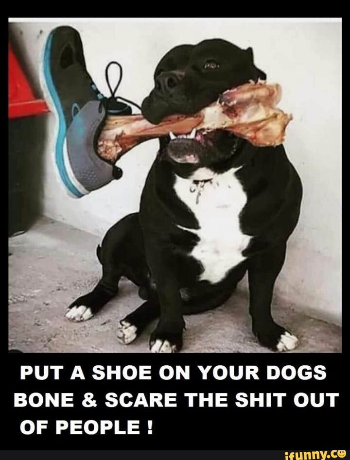 PUT A SHOE ON YOUR DOGS BONE & SCARE THE SHIT OUT OF PEOPLE ! iFunny
