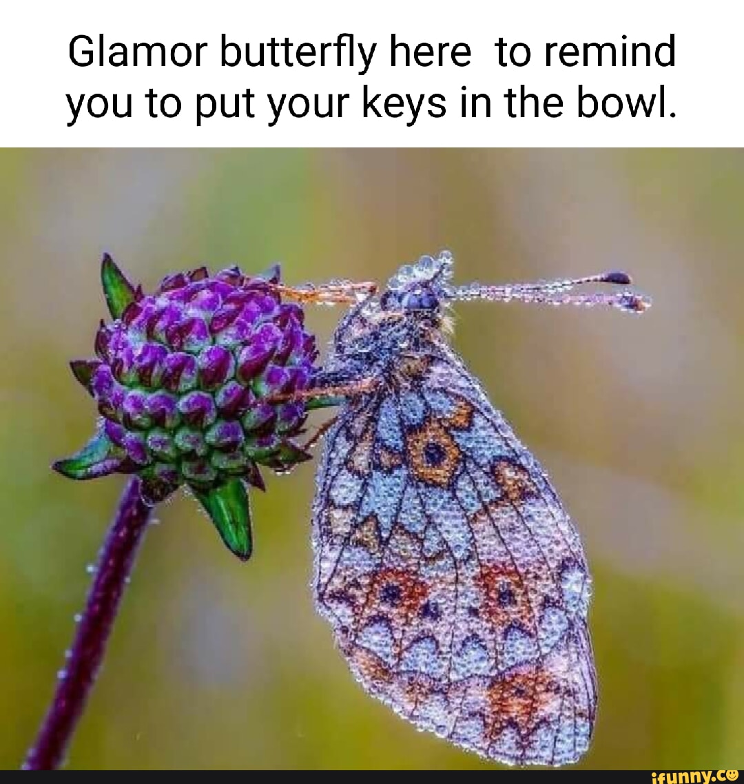 Glamor butterfly here to remind you to put your keys in the bowl. iFunny
