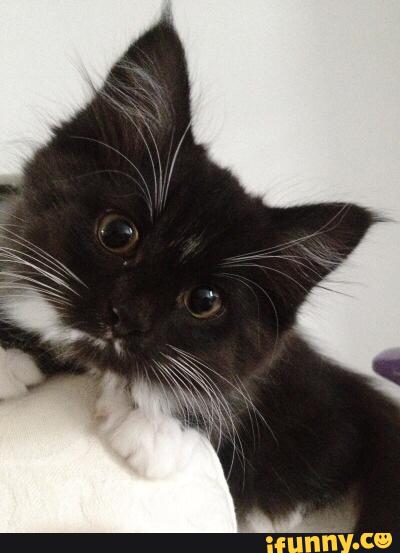 cute, kitty, intense, gaze