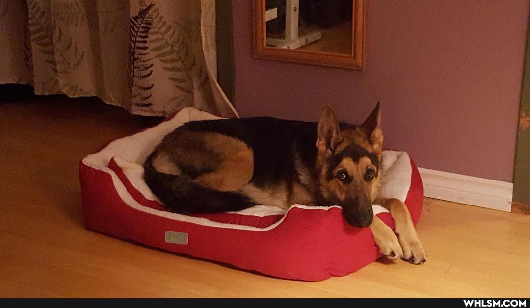 dogs, advice_animals, gsd, dogs_are_the_best_people, advic