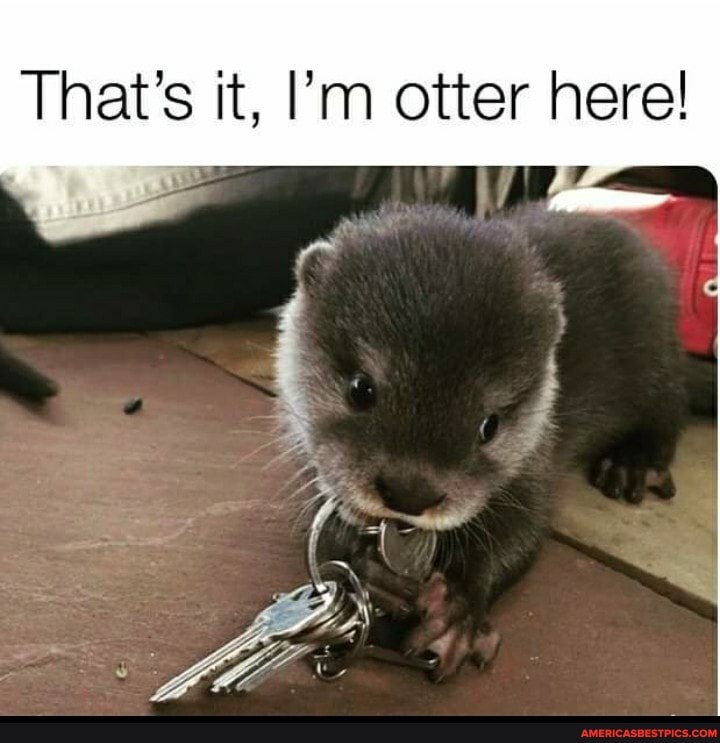 That's it, I'm otter here!