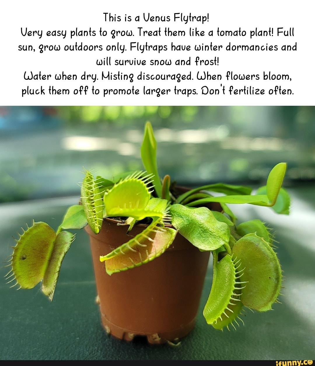 Flytrap memes. Best Collection of funny Flytrap pictures on iFunny