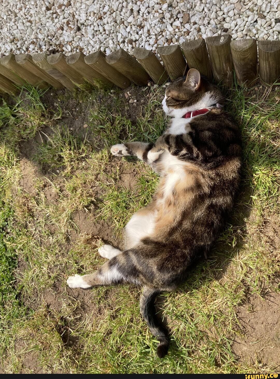cat, kimi, sunbathing