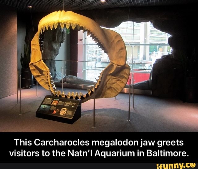 This Carcharocles megalodon jaw greets
visitors to the Natn'l Aquarium in Baltimore. - This Carcharocles megalodon jaw greets visitors to the Natn’l Aquarium in Baltimore.