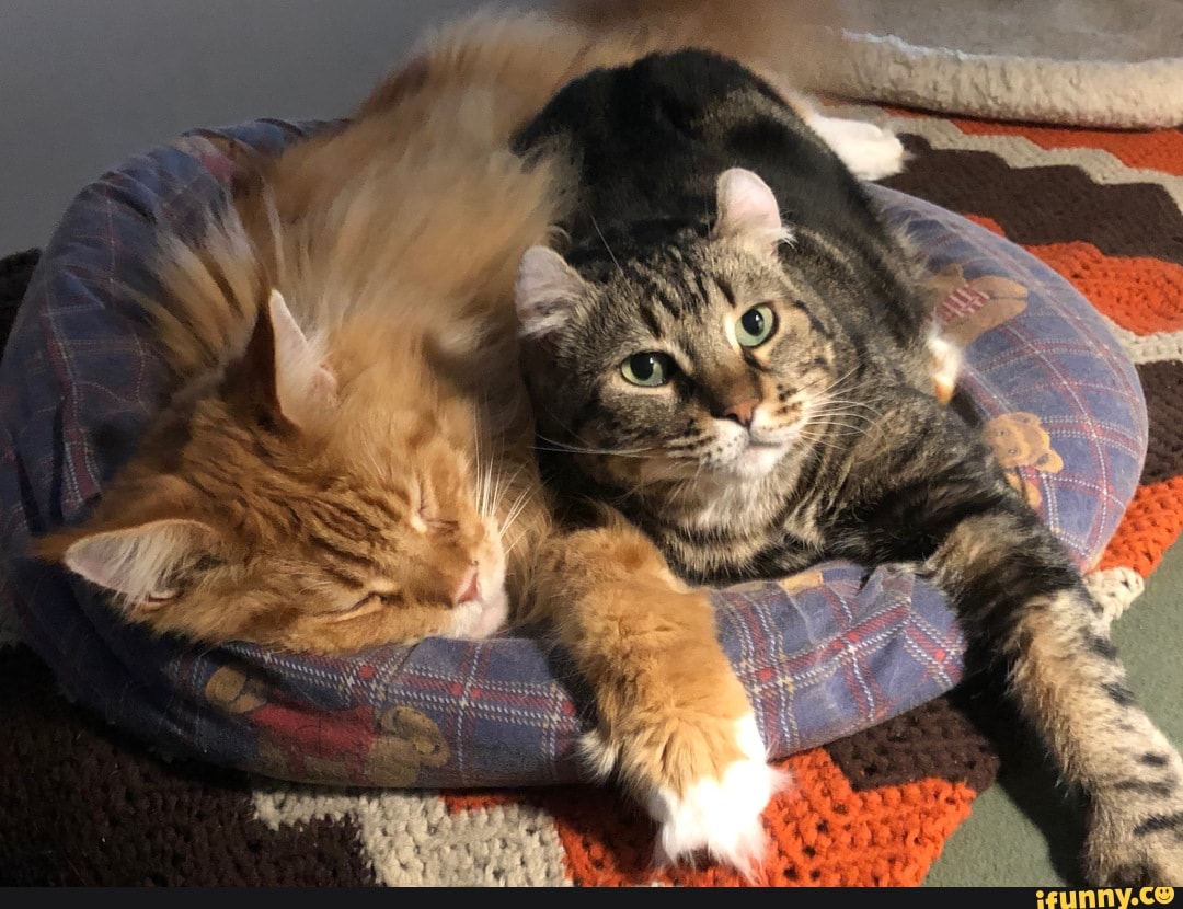 funny, animals, cat, cool, mildly_interesting
