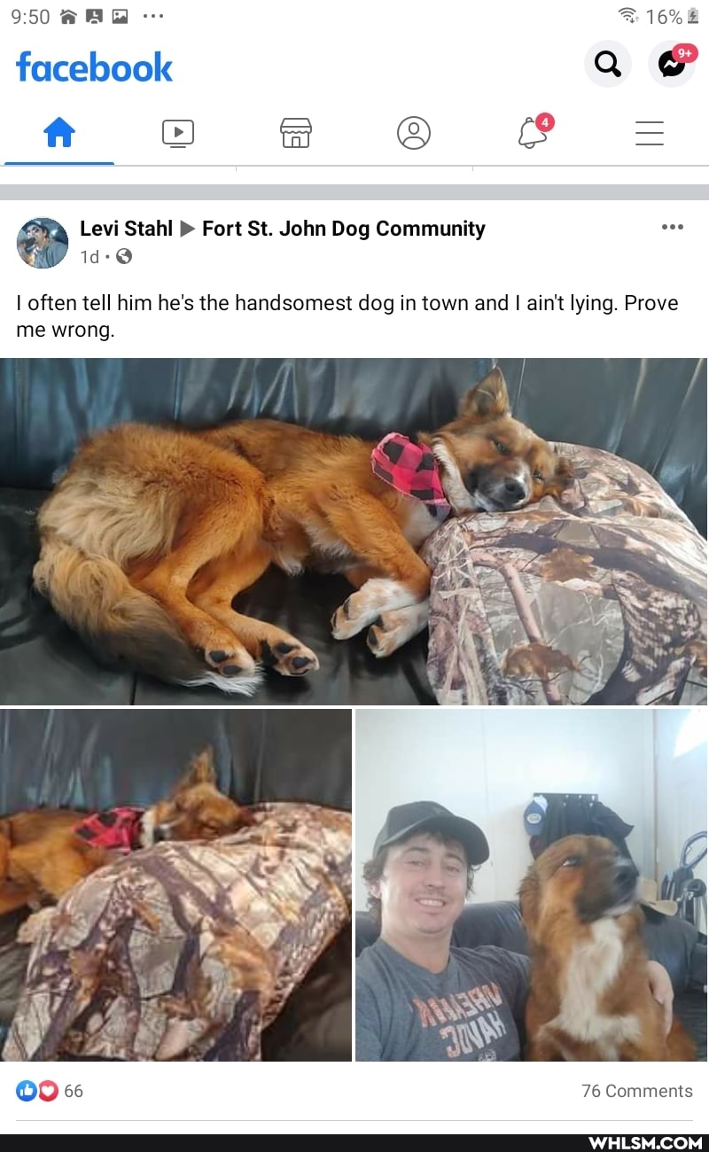 950
facebook ft
'ide
Levi Stahl Fort St. John Dog Community
I often tell him he's the handsomest dog in town and I ain't lying. Prove me wrong.
76 Comments