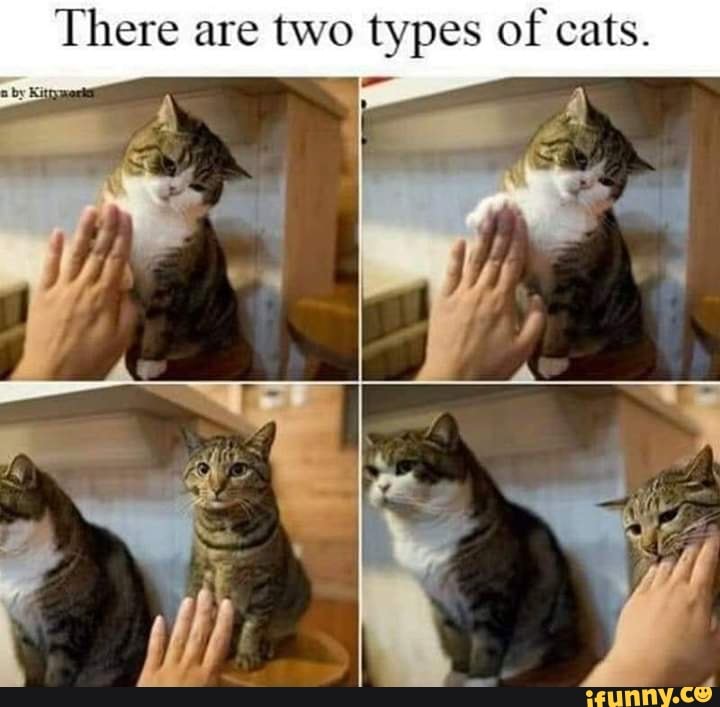 two types of cats