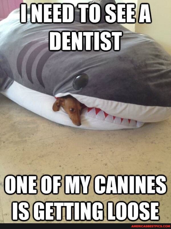NEED 'D TO SE DENTIST
ONE OF MY CANINES IS GETTING LOOSE