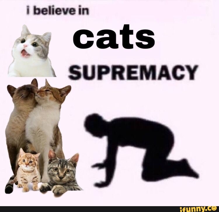 believe cat