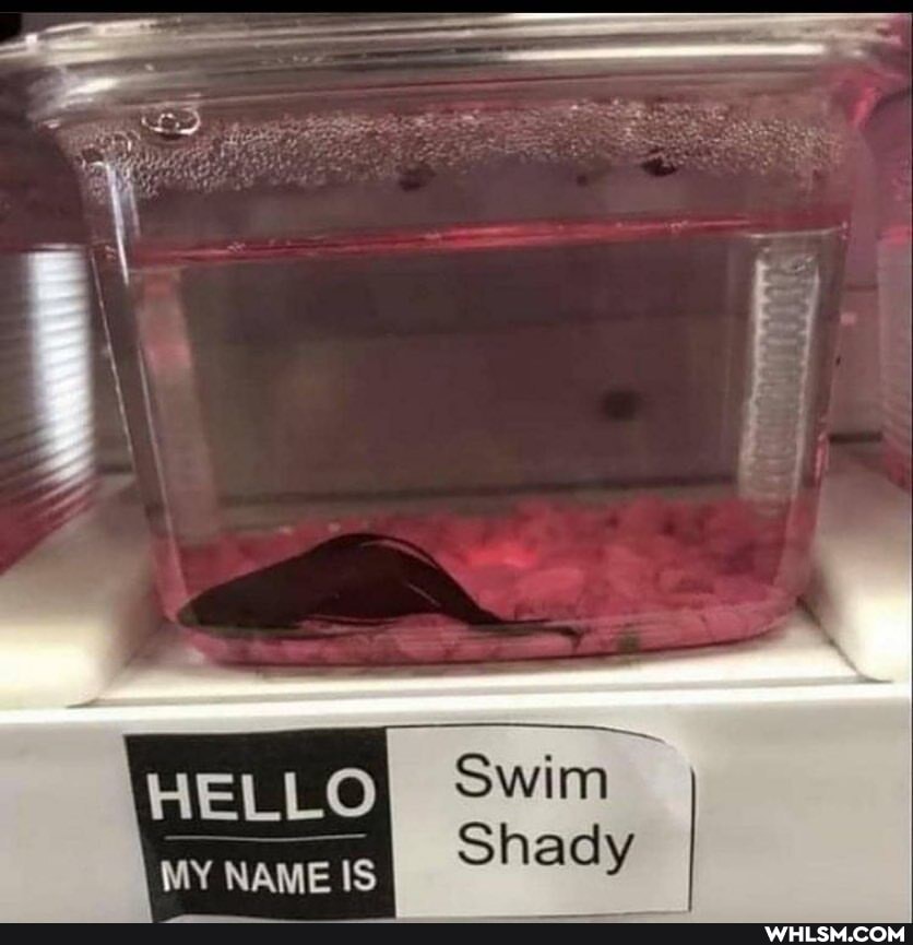 HELLO
Swim
Shady
MY NAME IS
