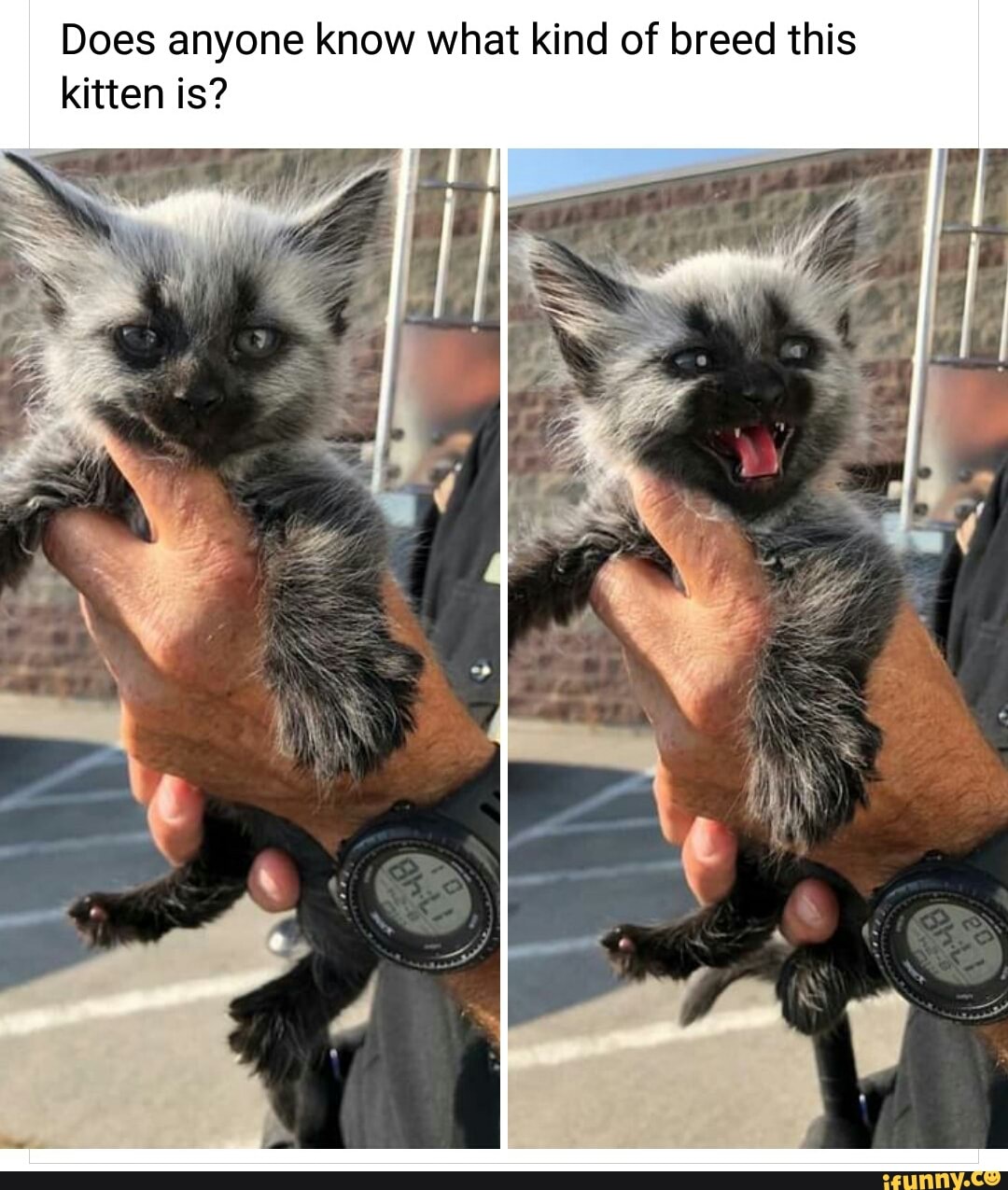 Does anyone know what kind of breed this kitten is?
By