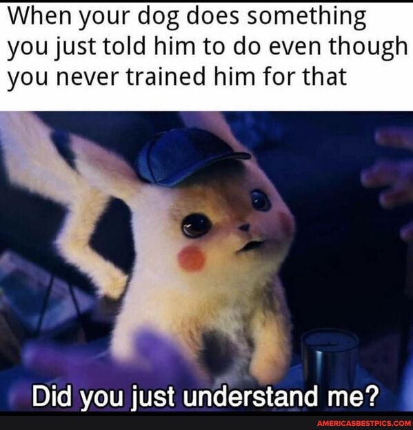 When your dog does something you just told him to do even though
you never trained him for that
Did you just understand me?