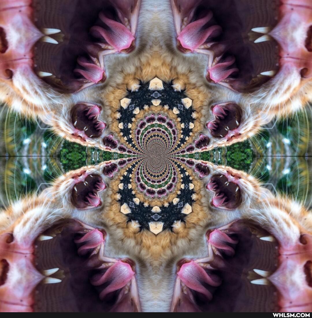 caturday, cats, kaleidoscope, art