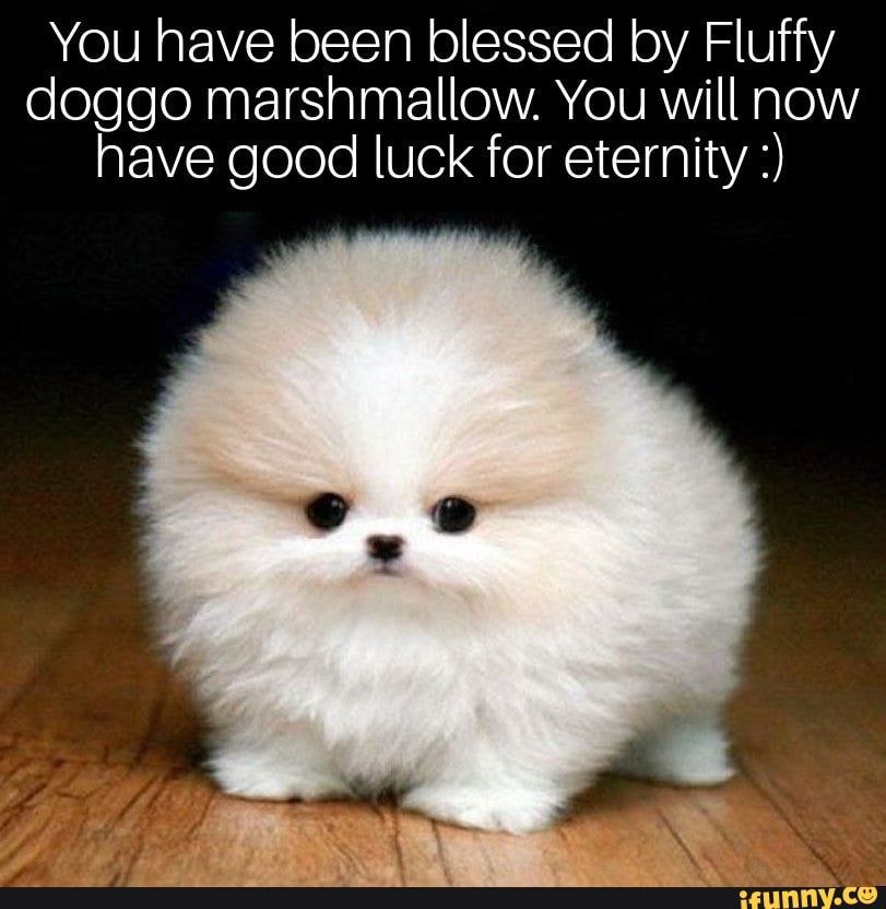 You have been blessed by Fluffy doggo marshmallow You will now have ...