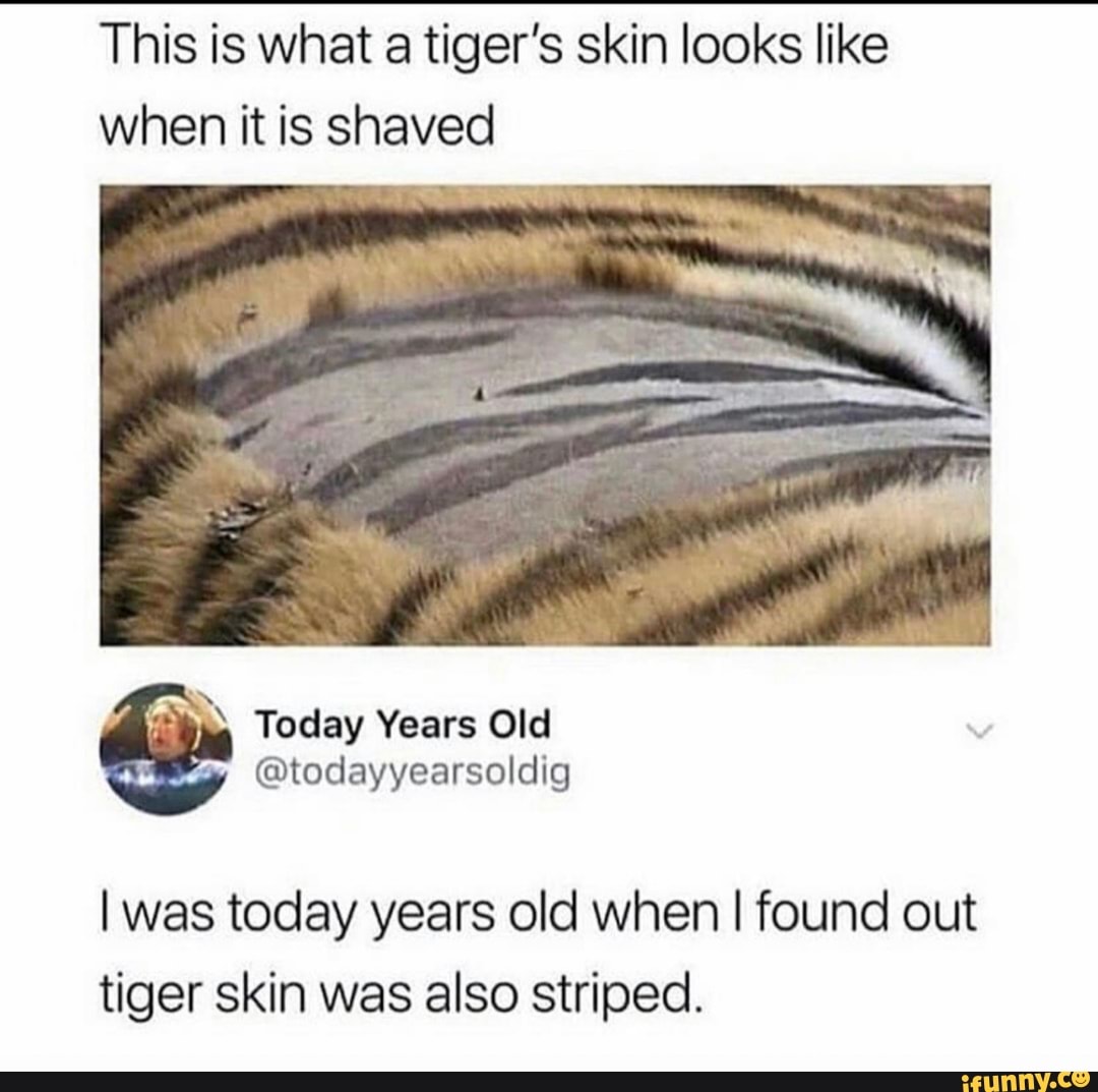 This is what a tiger's skin looks like
when it is shaved
I was today years old when I found out
tiger skin was also striped.