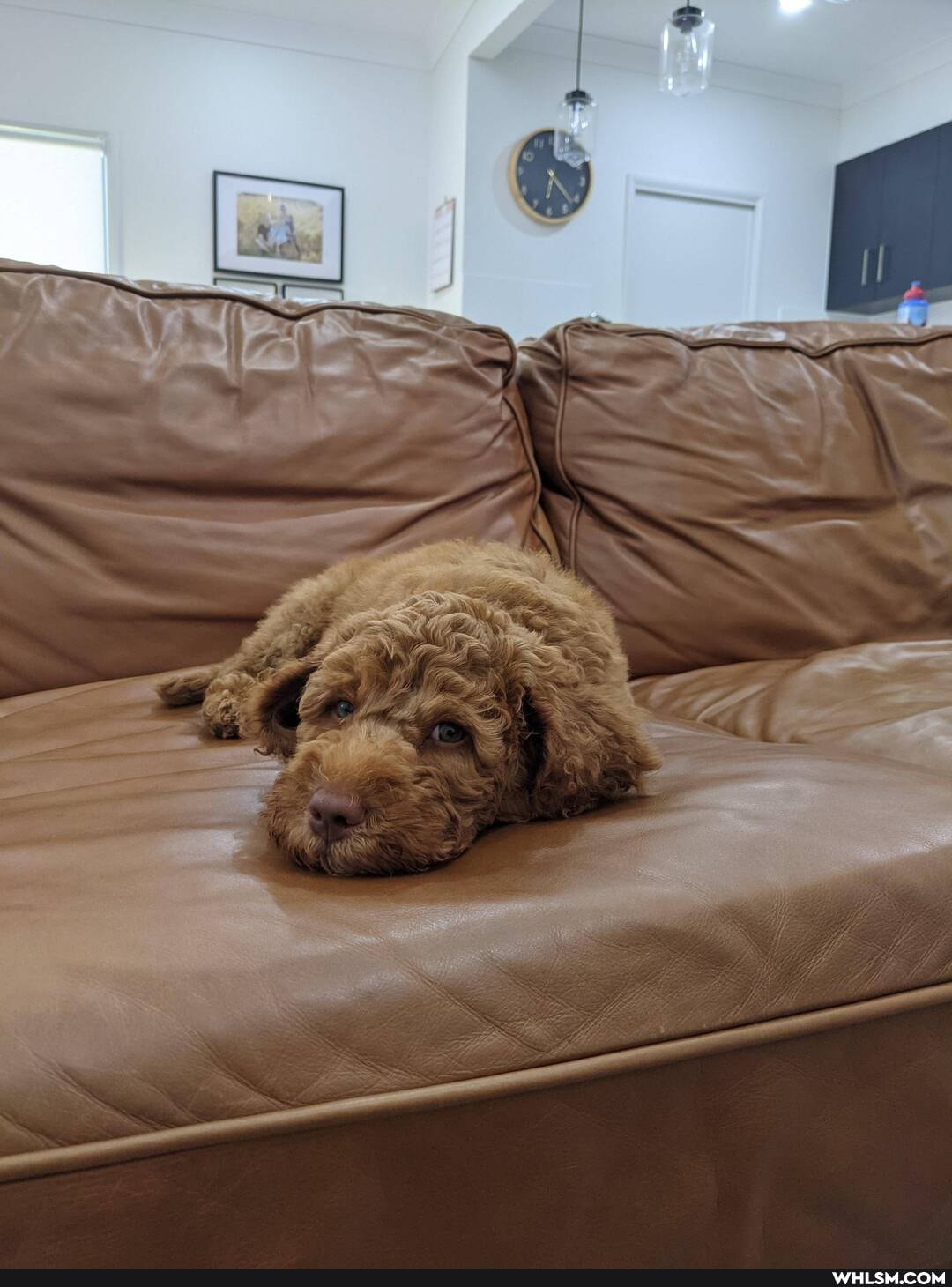 dog, aww