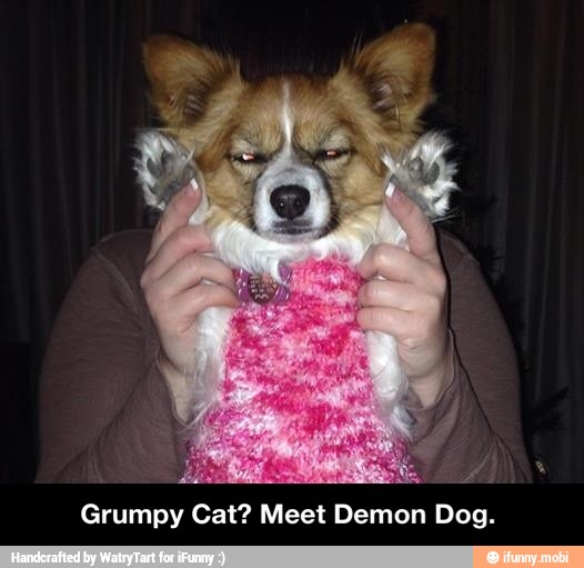 I
a
A
A
Grumpy Cat? Meet Demon Dog. - Grumpy Cat? Meet Demon Dog.
