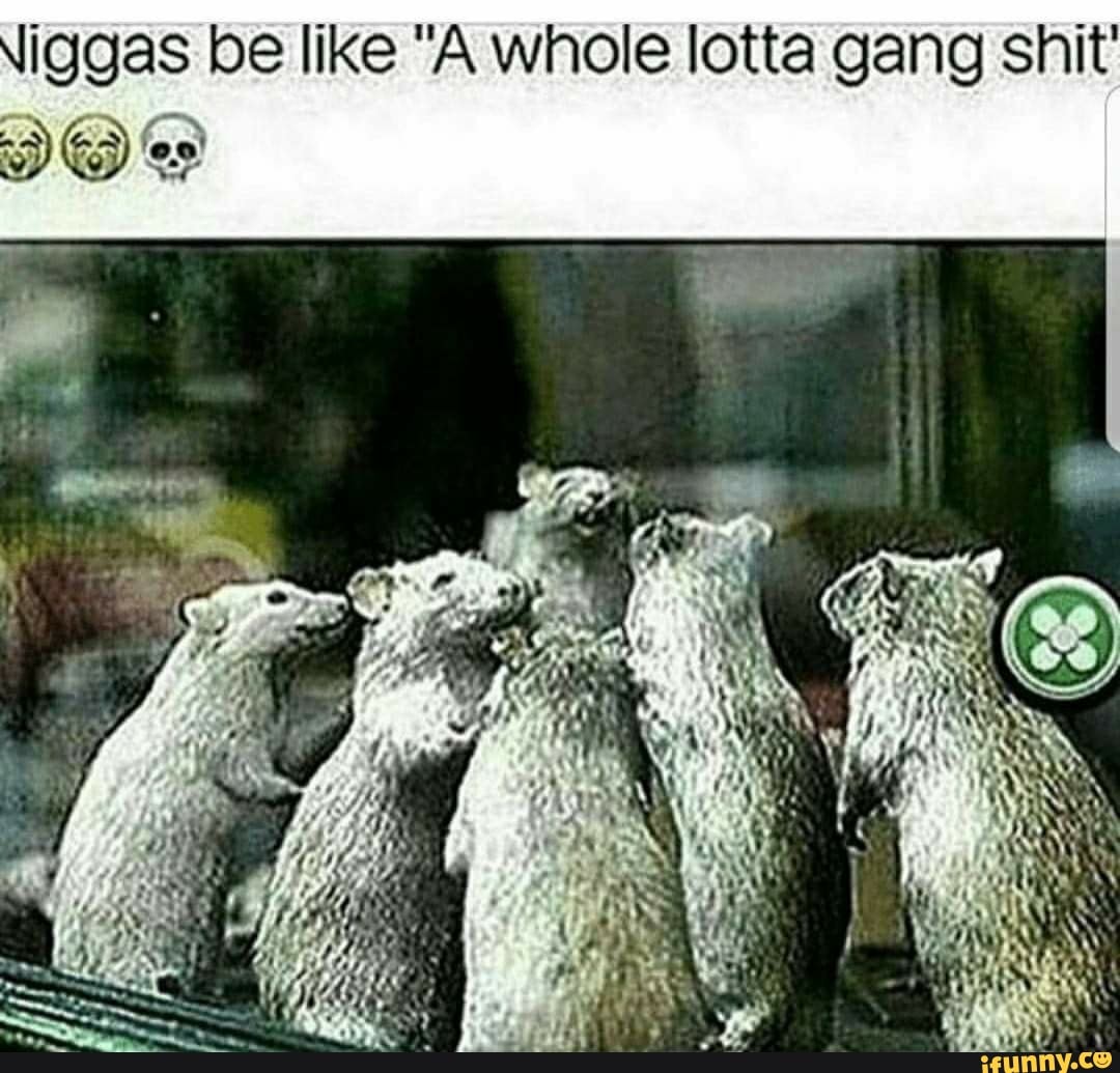 Whole lotta gang shit