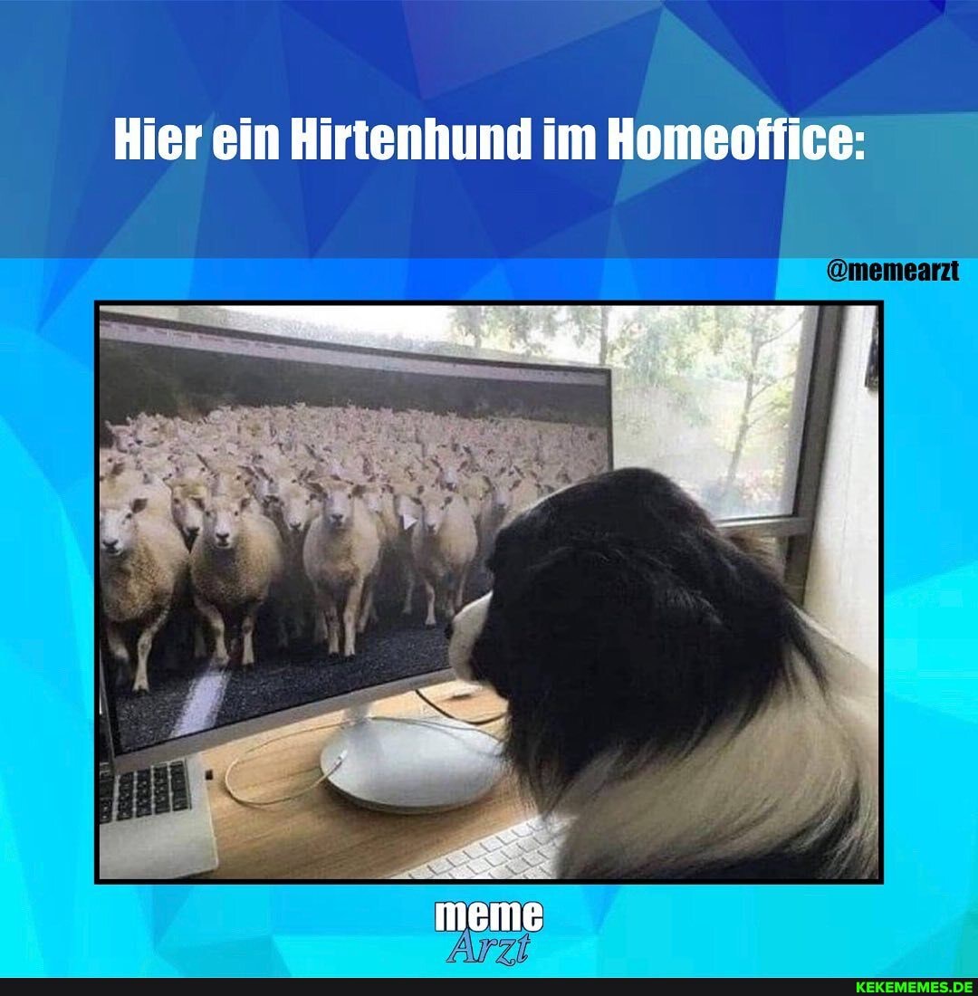 Hier ein Hirtenhund im Homeoffice: