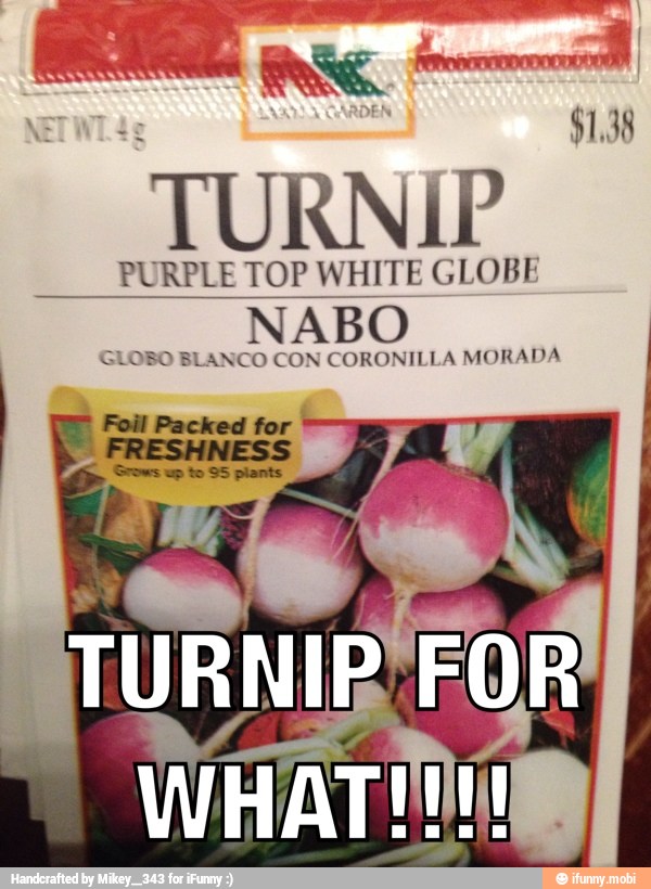 turnip, top, globe, nabo, obo, blanco, con, coronilla, morada